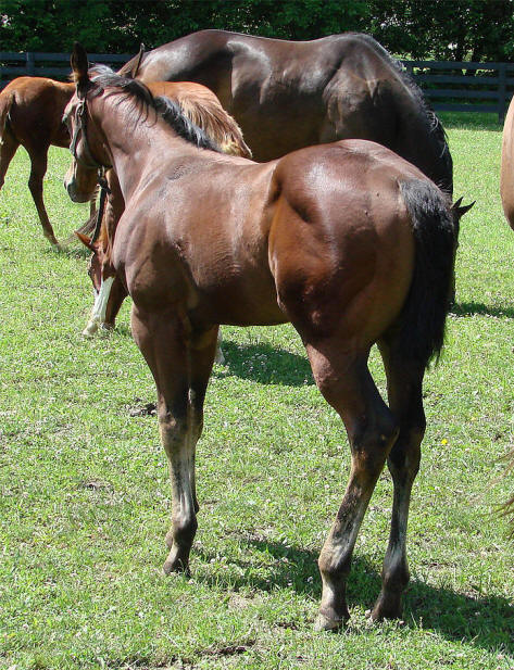 http://www.doublelacres.com/BROODMARES/BROODM155.jpg