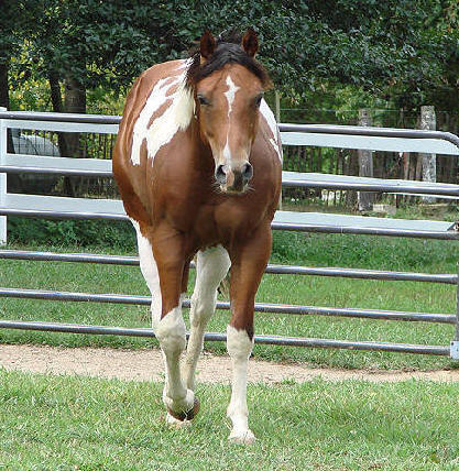 Whistleville Farms presents DL Mister Precision.