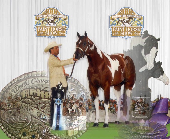 2008 APHA World Champion and World Show Champion